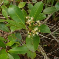 Syzygium caryophyllatum (L.) Alston